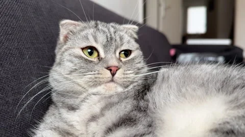 Video of gray cat resting Video stock 258034288