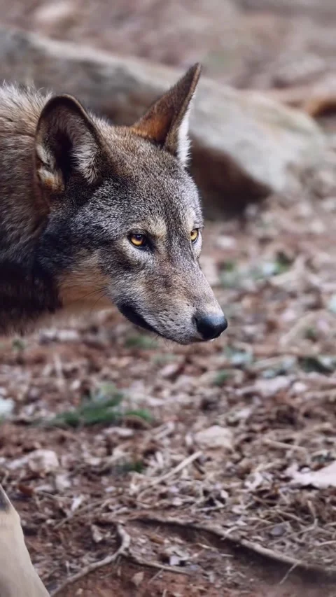 Video of gray wolf portrait Stock Footage 269951560