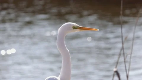 Video of Great egret or Ardea alba white delicate bird heron family close-up Stock Footage 237264169