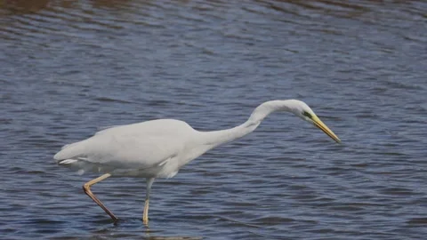 Video of Great egret or Ardea alba white delicate bird heron family fishing in Stock Footage 237264185