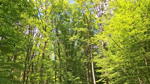 Video of the green forest at the beginning of May. In Romania. With sound Stock Footage 308250270