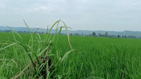 Video Green grass with a background of mountain rice plants Stock Footage 311621049