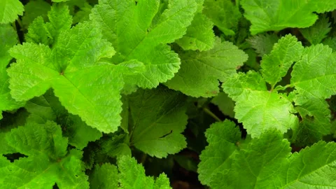 Video of green leaves with sunlight. Concept of nature, plants and flora. Stock Footage 234326664