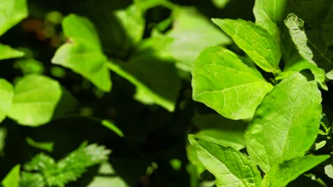 Video of green leaves with sunlight. Concept of nature, plants and flora. Stock Footage 234326865