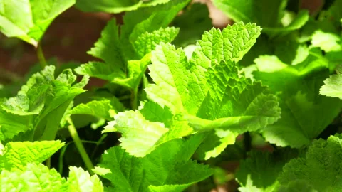 Video of green leaves with sunlight. Concept of nature, plants and flora. Stock Footage 234328104