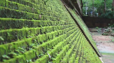 Video of Green moss on step brick walls. Tropical area beauty Stock Footage 54586815