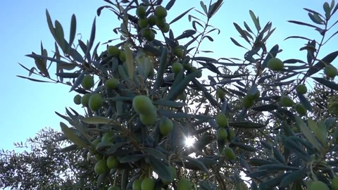 VIDEO green olive branch in a tree, under the Mediterranean , slow motion Stock Footage 84196224