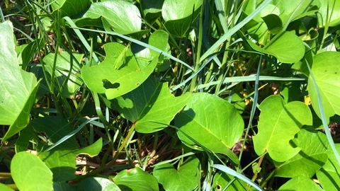 On video green saturated fresh grass and grasshopper sitting on the foliage Stock Footage 108694094