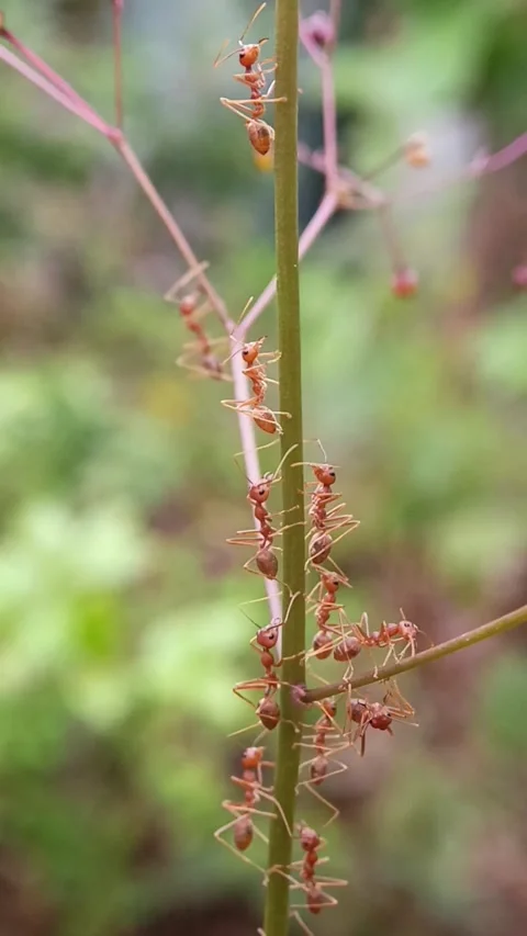 Video of a group of ants crawling up a small trunk macro bokeh Stock Footage 327106108