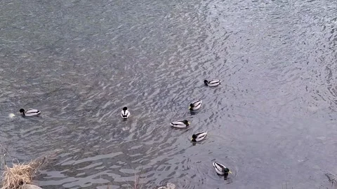 Video with a group of Mallard ducks on a river in Romania Stock Footage 299621739