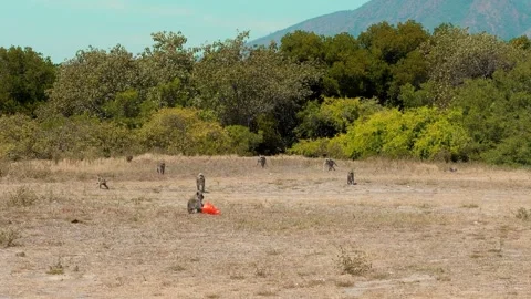 Video of a group of monkeys (Long-tailed macaque) on a tropical hot savanna. Stockbeeldmateriaal 318162805