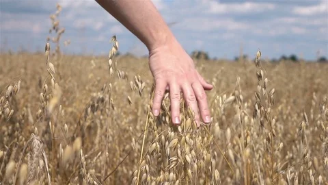 Video of hand caressing oat in the field in real slow motion Stock Footage 83366009