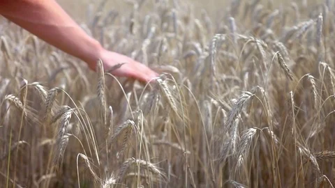 Video of hand caressing wheat in the field in real slow motion Stock Footage 78630824