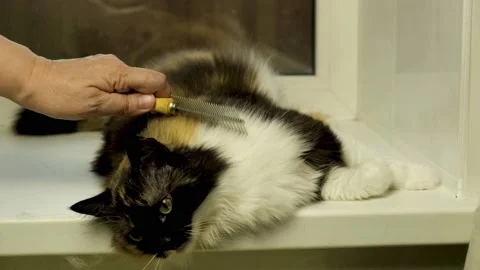 Video a hand with a comb is combing a beautiful fluffy tricolor cat Stock Footage 164731978