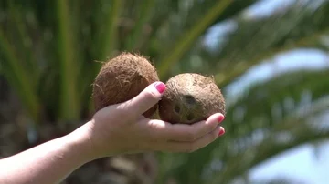 Video of hand holding coconuts in real slow motion Stock Footage 86022360