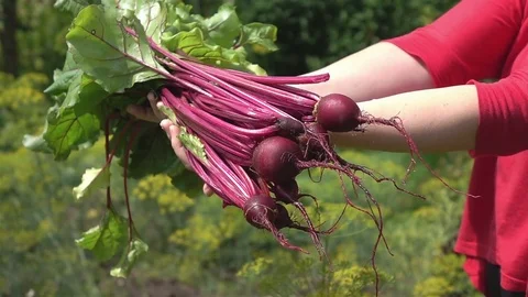 Video of hands holding beetroots in real slow motion Stock Footage 79290219
