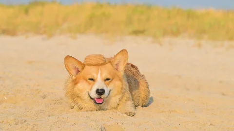Video of a happy corgi Stock-Footage 342608839
