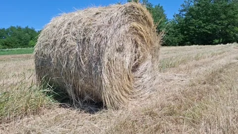 Video of hay bale in the field, during the summer, in Maramures county Stock Footage 311723120