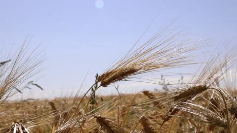 Video hd 4k of rye spikes and blue sky Stock Footage 160800300
