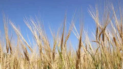 Video hd 4k of rye spikes and blue sky Stock Footage 160800464