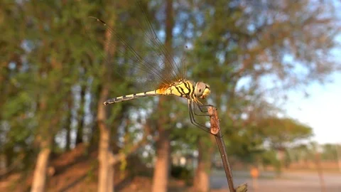 Video HD The wind blows dragonflies on the branches. Stock Footage