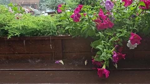 Video – Heavy Rain Falling on Summer Petunia Flowers Video stock 330588166