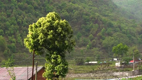 Video of heavy storm wind shaking a tree. Stock Footage 153223590