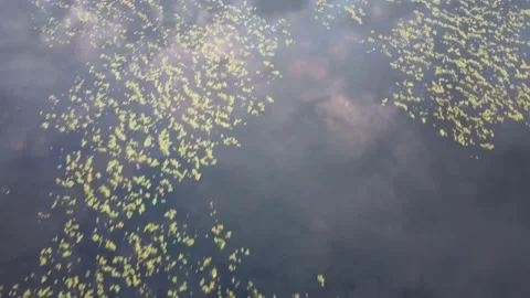Video from a height on a pond with algae Stock Footage 162352251