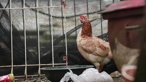 Video of a hen Stock Footage 186579504