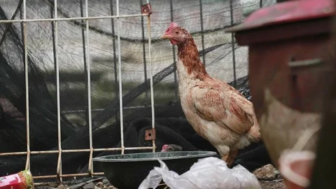 Video of a hen Stock Footage 186579822