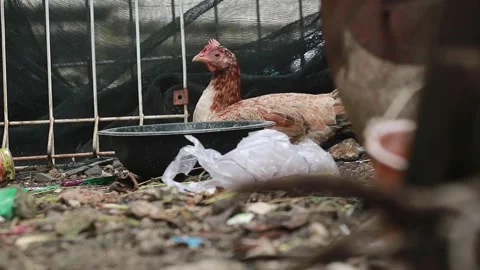 Video of a hen Stock Footage 186579915