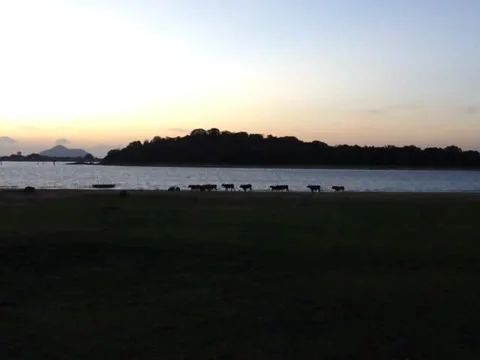 Video of a herd of cattle running along a riverside Stock Footage 133473100