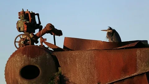 Video of a Heron resting on a old rusty cannery boiler one cold windy winter day Stock Footage 83193293