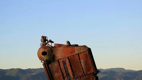 Video of a Heron resting on a old rusty cannery boiler one cold windy winter day Stock Footage 83193310