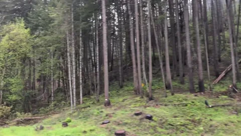 Video of a high-density evergreen pine forest on a steep mossy mountain hillside Video stock 345089595