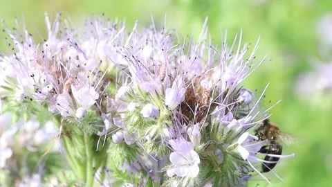This video highlights the relationship between flowers and bees Stock Footage 281787715