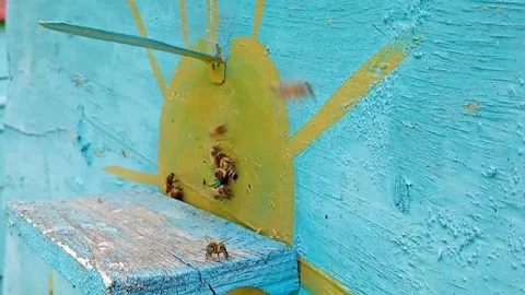 Video of honey extraction by bees. Stock Footage 201947245