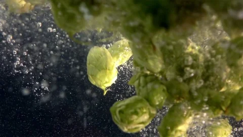 Video of hops falling into water in real slow motion Stock Footage 78634113