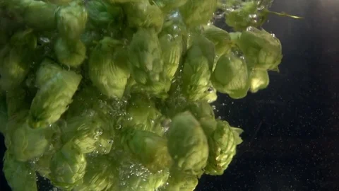 Video of hops falling into water in real slow motion Stock Footage 79305794