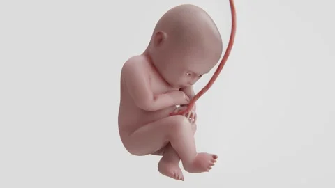 Video of Human Fetus Development in 4K Stock Footage 327893322