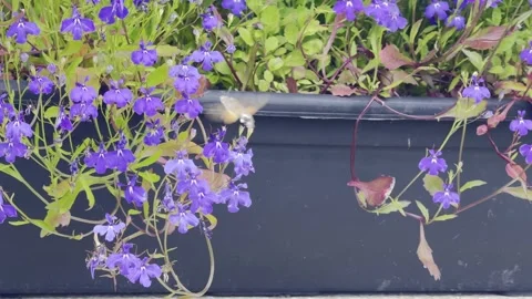 Video of a Hummingbird Hawk Moth taking nectar from Petunias on a window box Stock Footage 324549228