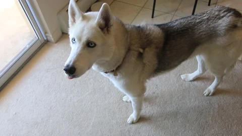 Video of a husky dog sitting down for a rawhide bone Video stock 132185047