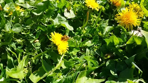 Video image of yellow dandelion plant flowers in green grass Stock Footage 189289907