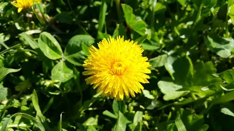 Video image of yellow dandelion plant flowers in green grass Stock Footage 189290874