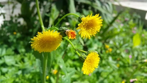 Video image of yellow dandelion plant flowers in green grass Stock Footage 189303374
