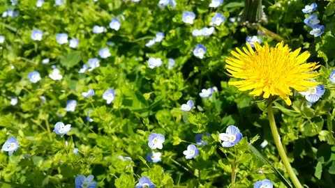 Video image of yellow dandelion plant flowers in green grass Stock Footage 189409422