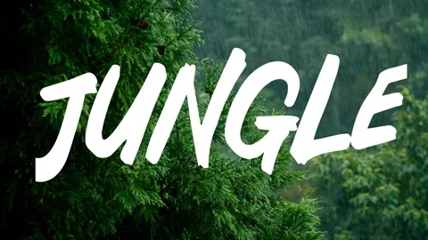 A video from inside the forest Stock Footage 243362044