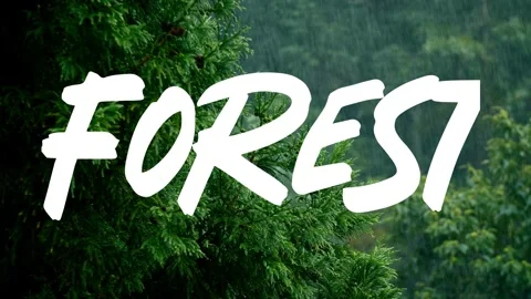 A video from inside the forest Stock Footage 243362050