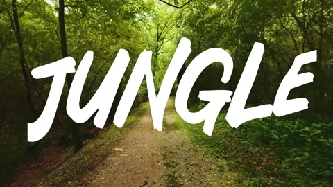 A video from inside the forest Stock Footage 243362072