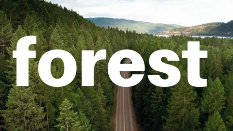 A video from inside the forest Stock Footage 243362108